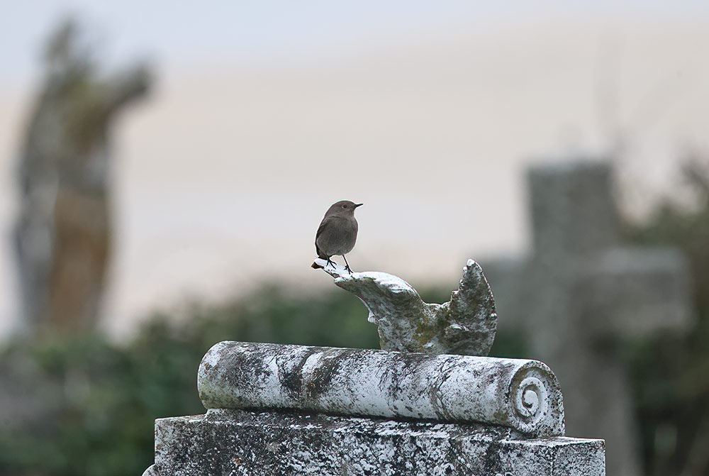 Black redstart